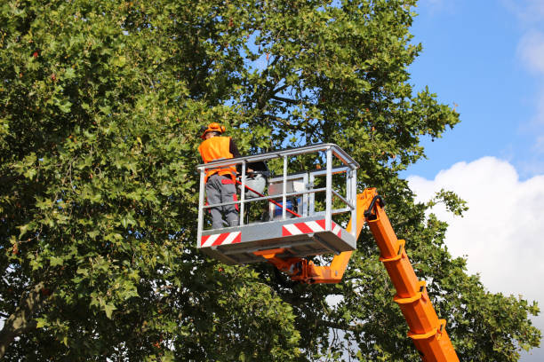 Best Arborist Services Near Me  in Walnut, CA